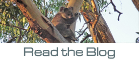 Koalatracker.com.au Blog