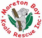 koala mapping moreton bay koala rescue group